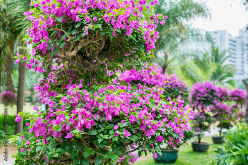 Purple bonsai tree of Bougainvillea spectabilis flower exhibition in Shenzhen  China.  also  as great bougainvillea  a species of flowering plant. It is native to Brazil  Bolivia  Peru  and Argentina.