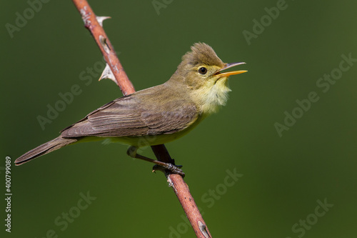 Obraz na płótnie Orpheusspotvogel, Melodious Warbler; Hippolais polyglotta w salonie