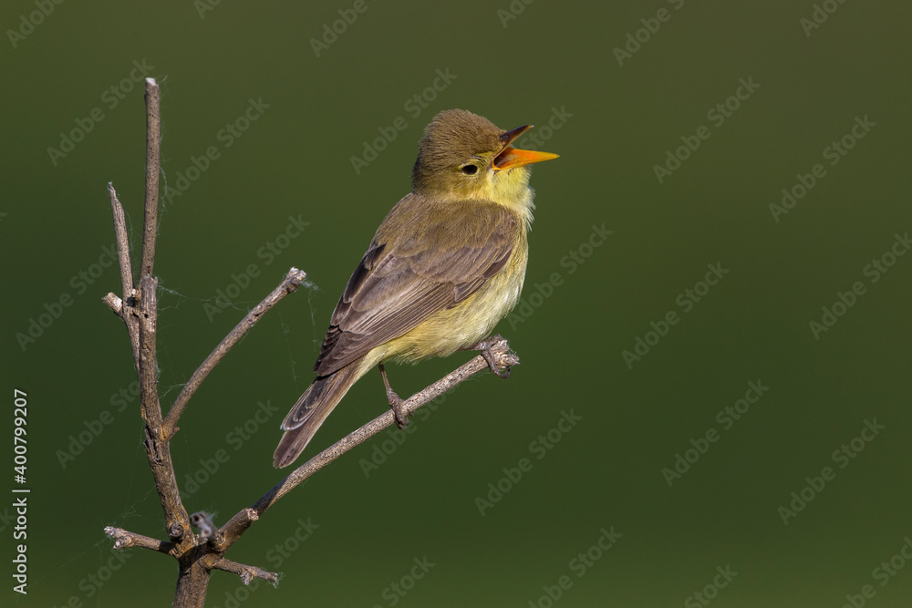 Orpheusspotvogel, Melodious Warbler; Hippolais polyglotta