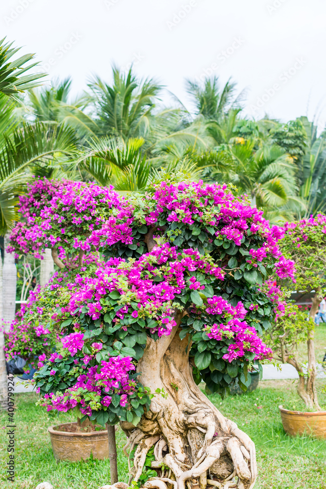 Purple bonsai tree of Bougainvillea spectabilis flower exhibition in Shenzhen, China.  also  as great bougainvillea, a species of flowering plant. It is native to Brazil, Bolivia, Peru, and Argentina.