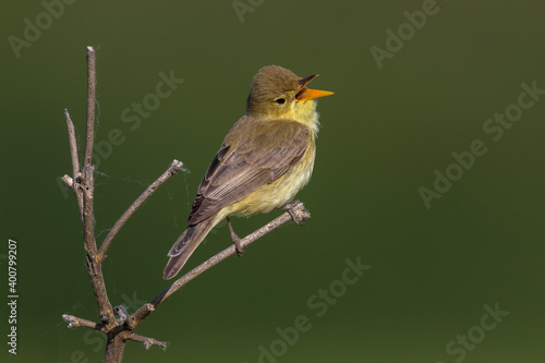 Obraz na płótnie Orpheusspotvogel, Melodious Warbler; Hippolais polyglotta w salonie