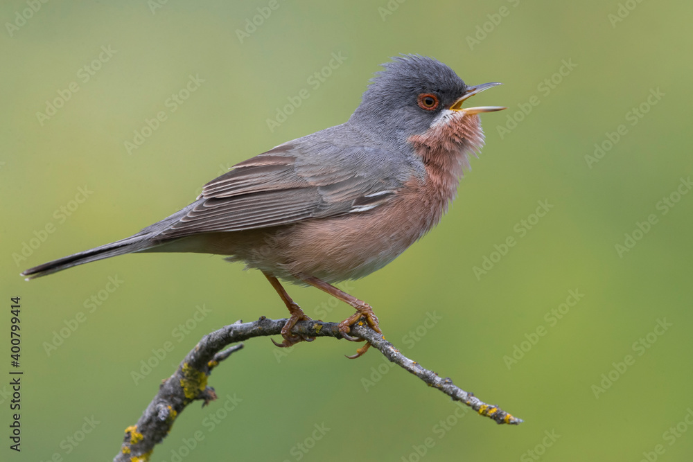 Moltoni’s Baardgrasmus, Moltoni's Warbler; Sylvia subalpina