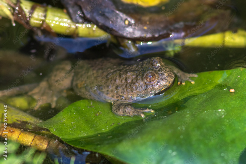 Fototapeta premium Gelbbauchunke (Bombina variegata)
