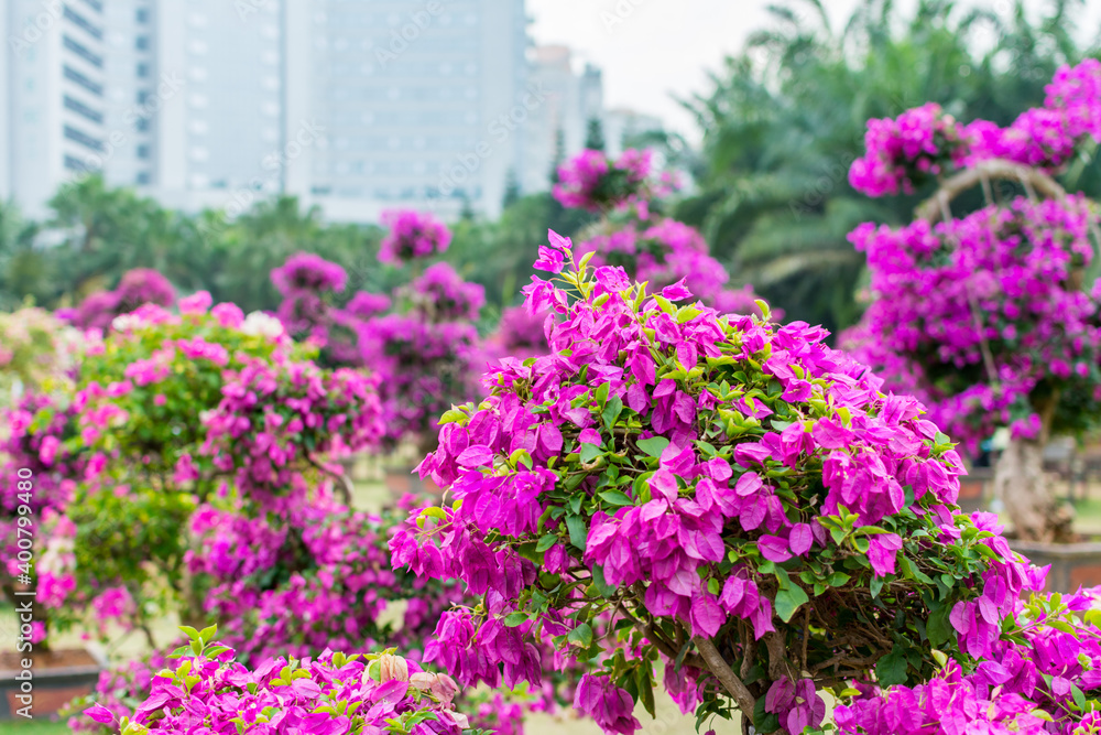 Purple bonsai tree of Bougainvillea spectabilis flower exhibition in Shenzhen, China. also as great bougainvillea, a species of flowering plant. It is native to Brazil, Bolivia, Peru, and Argentina. Purple bonsai tree of Bougainvillea spectabilis flower exhibition in Shenzhen, China. also as great bougainvillea, a species of flowering plant. It is native to Brazil, Bolivia, Peru, and Argentina.