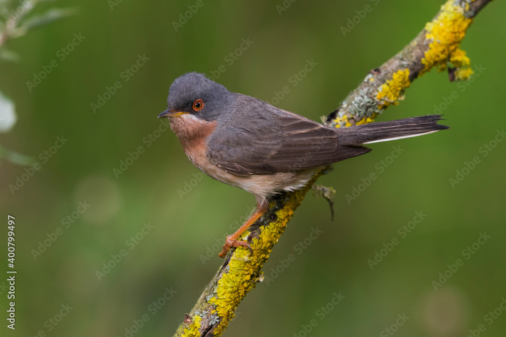 Fototapeta premium Moltoni’s Baardgrasmus, Moltoni's Warbler; Sylvia subalpina