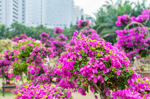 Purple bonsai tree of Bougainvillea spectabilis flower exhibition in Shenzhen, China. also as great bougainvillea, a species of flowering plant. It is native to Brazil, Bolivia, Peru, and Argentina.