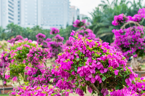 Wallpaper Mural Purple bonsai tree of Bougainvillea spectabilis flower exhibition in Shenzhen, China.  also  as great bougainvillea, a species of flowering plant. It is native to Brazil, Bolivia, Peru, and Argentina. Torontodigital.ca