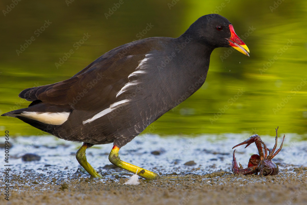 Waterhoen, Common Moorhen; Gallinula chloropus Waterhoen, Common Moorhen; Gallinula chloropus