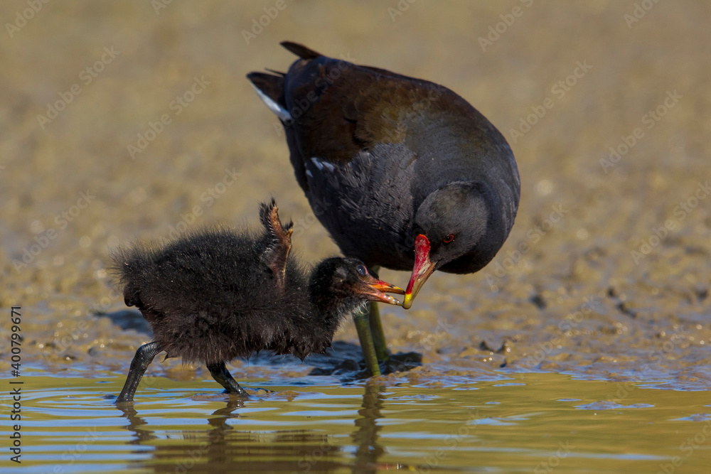 Waterhoen, Common Moorhen; Gallinula chloropus