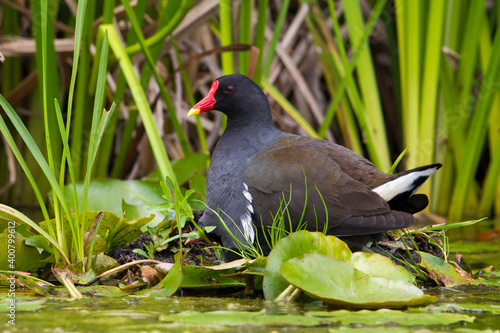 Waterhoen, Common Moorhen; Gallinula chloropus