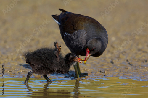 Obraz na płótnie Waterhoen, Common Moorhen; Gallinula chloropus w salonie