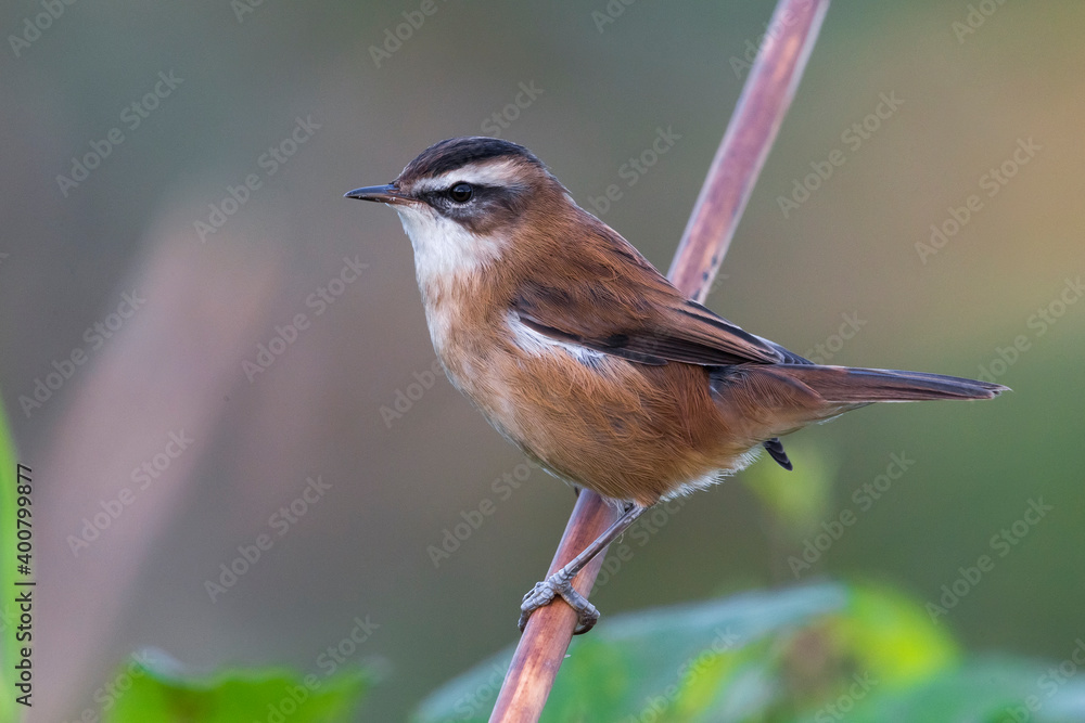 Obraz premium Zwartkoprietzanger, Moustached Warbler, Acrocephalus melanopogon