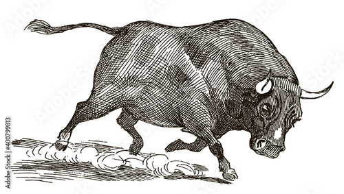 Fast running raging bull with lowered head, after an illustration from the early 20th century