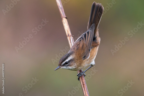 Zwartkoprietzanger, Moustached Warbler, Acrocephalus melanopogon photo