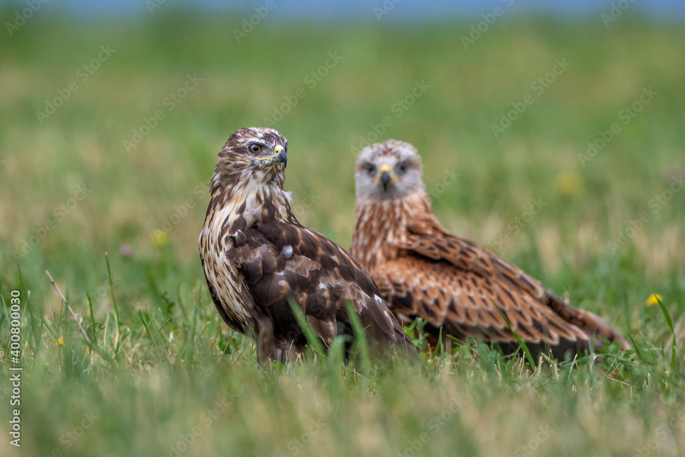 Rotmilan (Milvus milvus) und Mäusebussard (Buteo buteo) Rotmilan (Milvus milvus) und Mäusebussard (Buteo buteo)