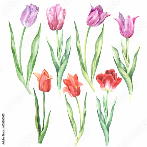 set of watercolor tulips