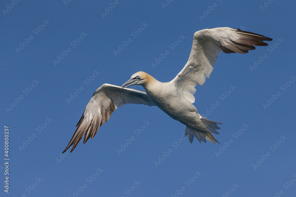 Jan van Gent; Northern Gannet; Morus bassanus Jan van Gent; Northern Gannet; Morus bassanus