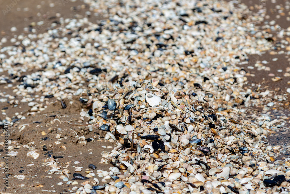 Stones and shells on the beach