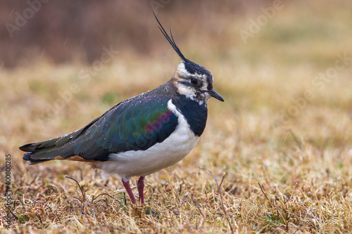 Kievit, Northern Lapwing; Vanellus vanellus