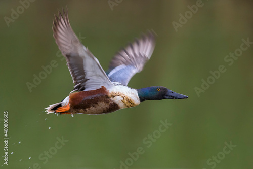 Slobeend; Northern Shoveler; Anas clypeata photo