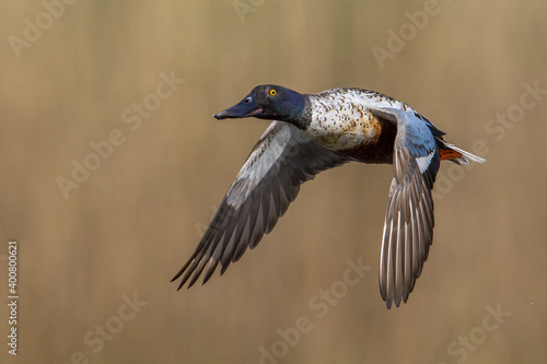 Slobeend, Northern Shoveler; Anas clypeata