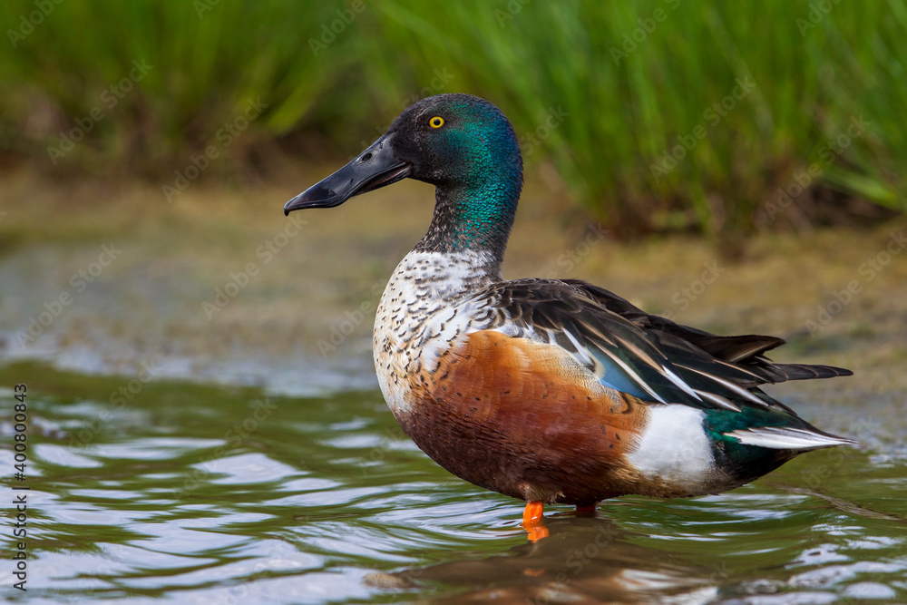 Slobeend, Northern Shoveler; Anas clypeata