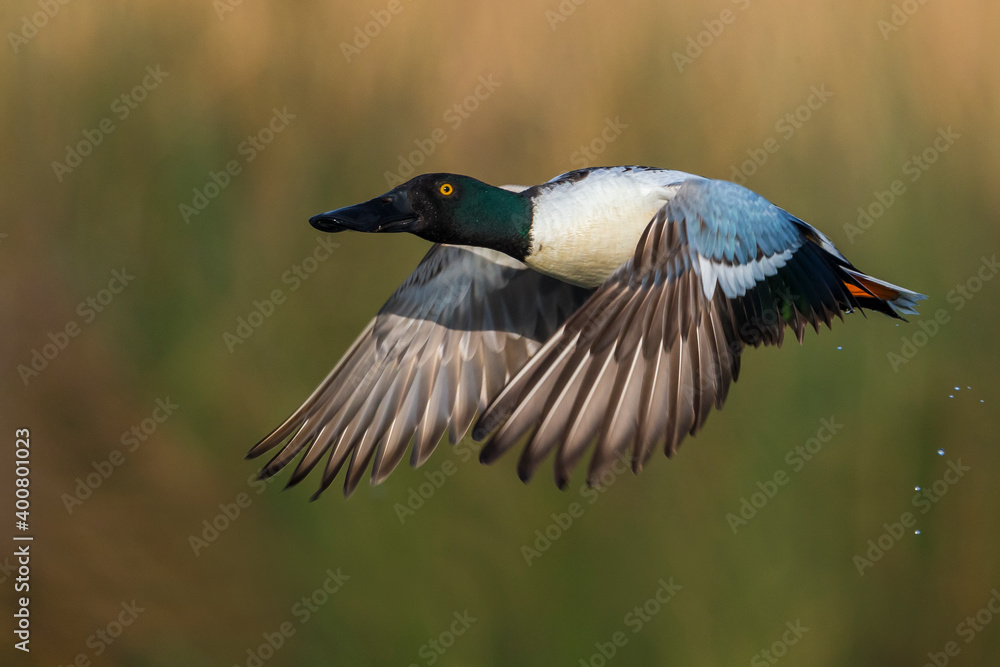 Slobeend; Northern Shoveler; Anas clypeata Slobeend; Northern Shoveler; Anas clypeata