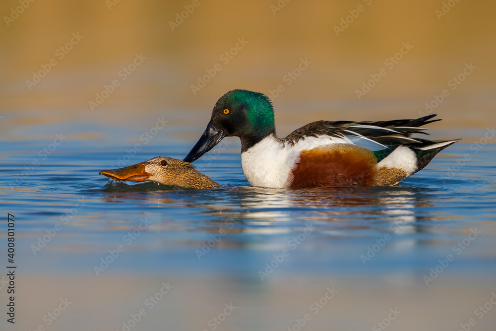 Slobeend, Northern Shoveler, Anas clypeata Slobeend, Northern Shoveler, Anas clypeata