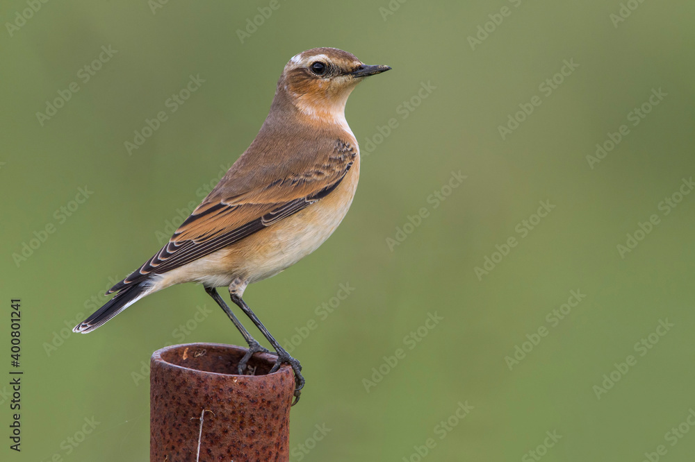 Tapuit, Northern Wheatear; Oenanthe oenanthe leucorhoa