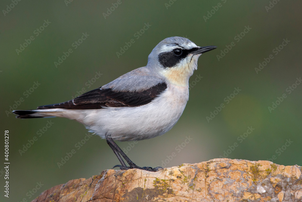Tapuit, Northern Wheatear; Oenanthe oenanthe leucorhoa