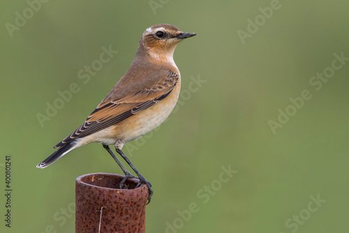 Obraz na płótnie Tapuit, Northern Wheatear; Oenanthe oenanthe leucorhoa w salonie