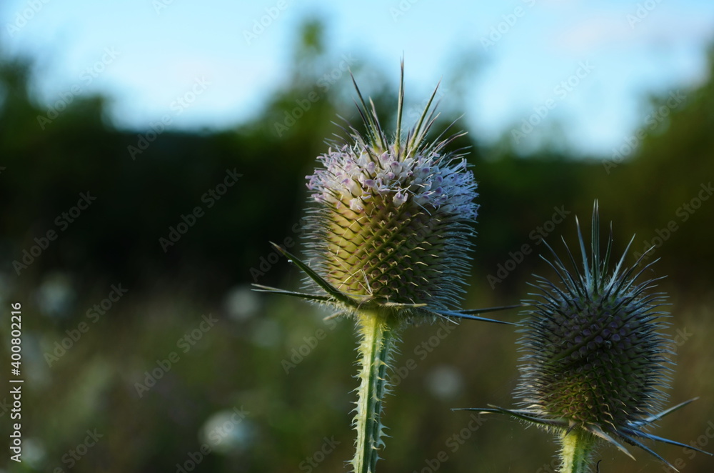 Fullers teasel in bloom, close up photo with selective soft focus. Dry flowers of Dipsacus fullonum, Dipsacus sylvestris, is a species of flowering plant Fullers teasel in bloom, close up photo with selective soft focus. Dry flowers of Dipsacus fullonum, Dipsacus sylvestris, is a species of flowering plant
