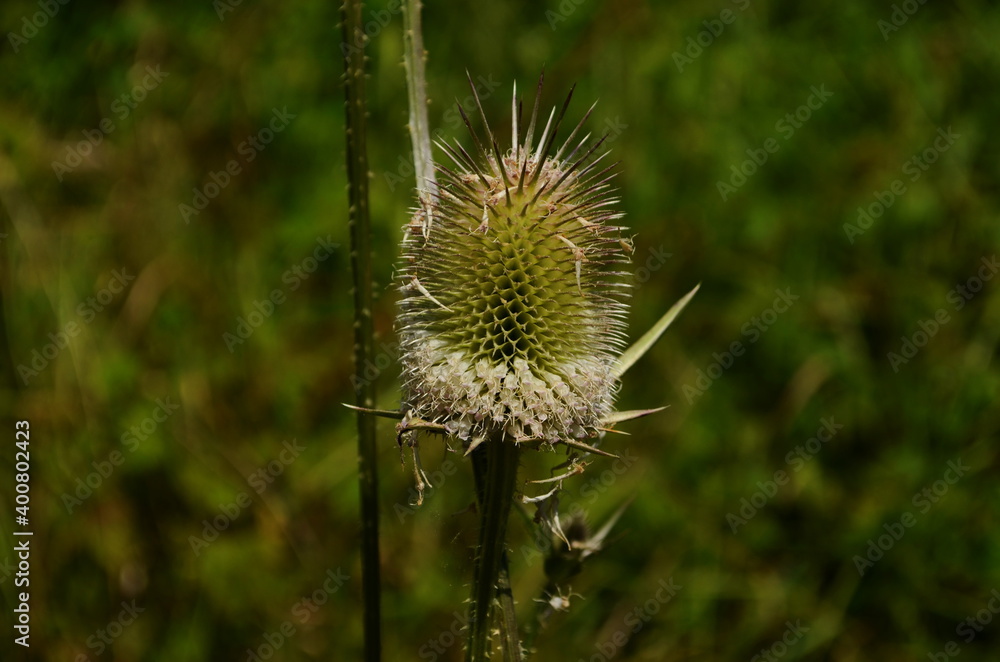 Fullers teasel in bloom, close up photo with selective soft focus. Dry flowers of Dipsacus fullonum, Dipsacus sylvestris, is a species of flowering plant Fullers teasel in bloom, close up photo with selective soft focus. Dry flowers of Dipsacus fullonum, Dipsacus sylvestris, is a species of flowering plant