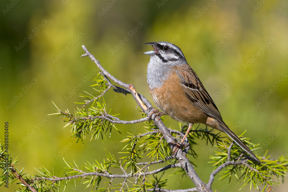 Grijze Gors; Rock Bunting; Emberiza cia Grijze Gors; Rock Bunting; Emberiza cia