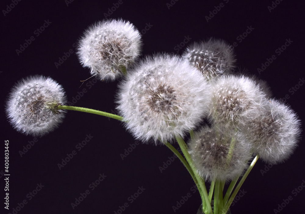 Bunch white fluffy dandelions on dark background. Bunch white fluffy dandelions on dark background.