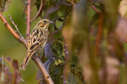 Grijskopgors; Chestnut-eared Bunting; Emberiza fucata