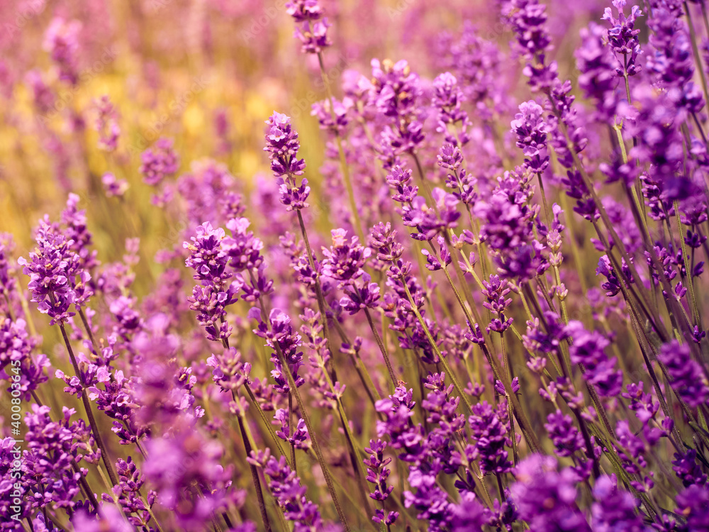 Obraz premium Soft focus on lavender flowers.
