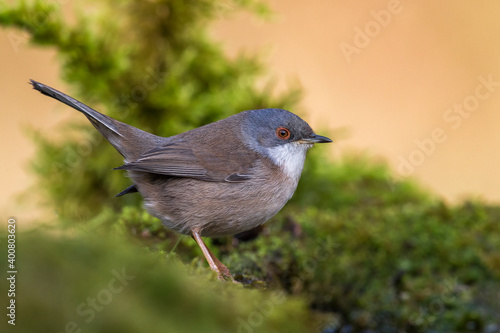 Kleine Zwartkop; Sardinian Warbler; Sylvia melanocephala photo