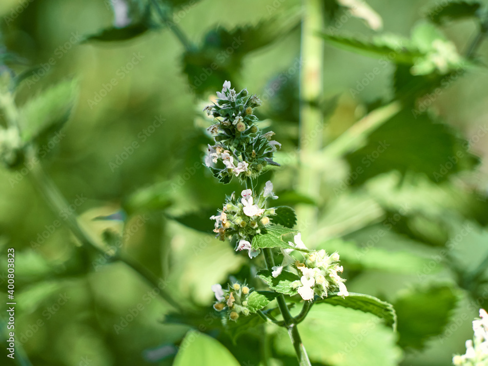 Catnip Nepeta Cataria flowers in the garden. Catnip Nepeta Cataria flowers in the garden.