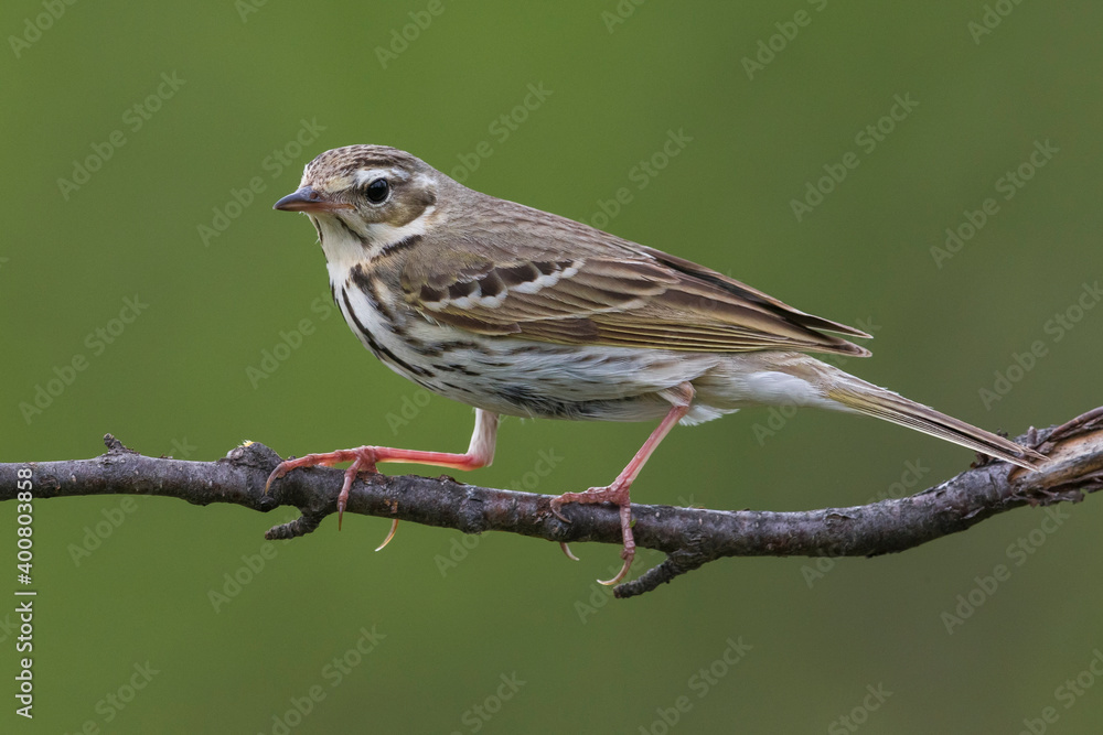 Siberische Boompieper; Olive-backed Pipit, Anthus hodgsoni yunnanensis Siberische Boompieper; Olive-backed Pipit, Anthus hodgsoni yunnanensis