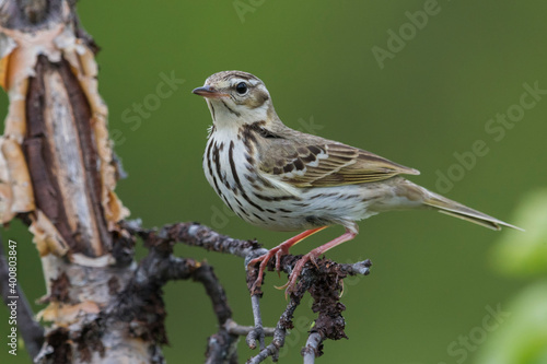 Siberische Boompieper; Olive-backed Pipit, Anthus hodgsoni yunnanensis photo