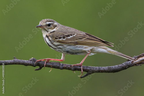Siberische Boompieper  Olive-backed Pipit, Anthus hodgsoni yunnanensis © AGAMI