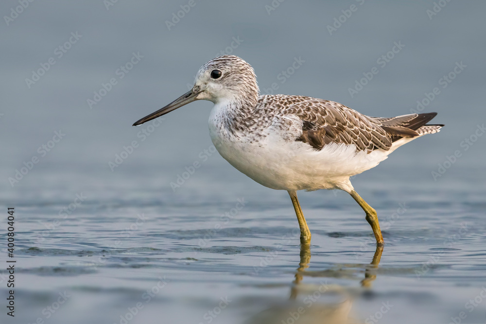 Groenpootruiter; Greenshank; Tringa nebularia Groenpootruiter; Greenshank; Tringa nebularia
