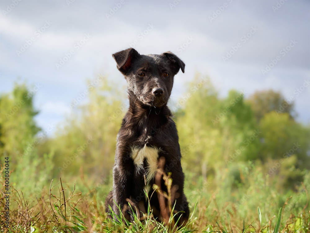Black puppy on the grass . Black puppy on the grass .
