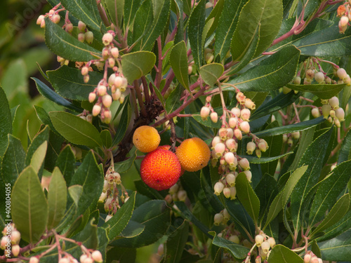 arbousier, arbutus unedo, fully, valais, SUISSE photo