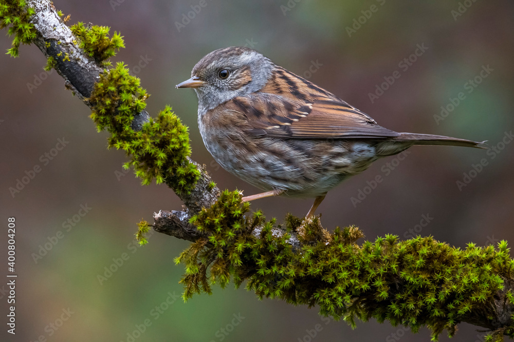 Heggenmus; Dunnock; Prunella modularis Heggenmus; Dunnock; Prunella modularis