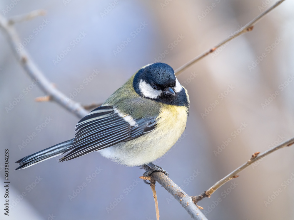 Fototapeta premium Cute bird Great tit, songbird sitting on a branch without leaves in the autumn or winter.