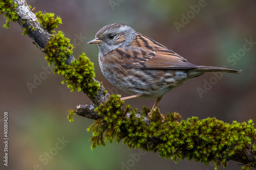 Heggenmus; Dunnock; Prunella modularis