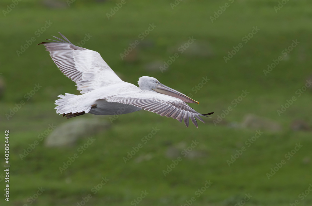 Kroeskoppelikaan, Dalmatian Pelican, Pelecanus crispus Kroeskoppelikaan, Dalmatian Pelican, Pelecanus crispus