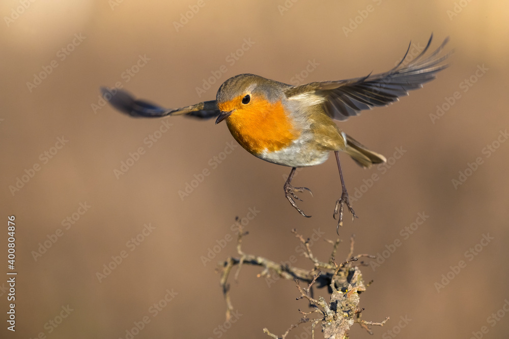 Roodborst; European Robin; Erithacus rubecula